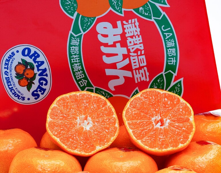 日本 愛知蒲郡 蜜柑禮盒
