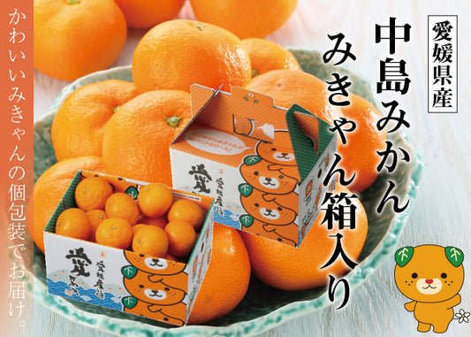 日本 愛媛熊仔蜜柑禮盒 1.8KG