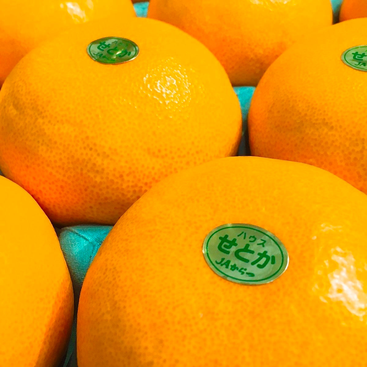 日本 佐賀 SETOKA橙/蜜柑禮盒 3KG