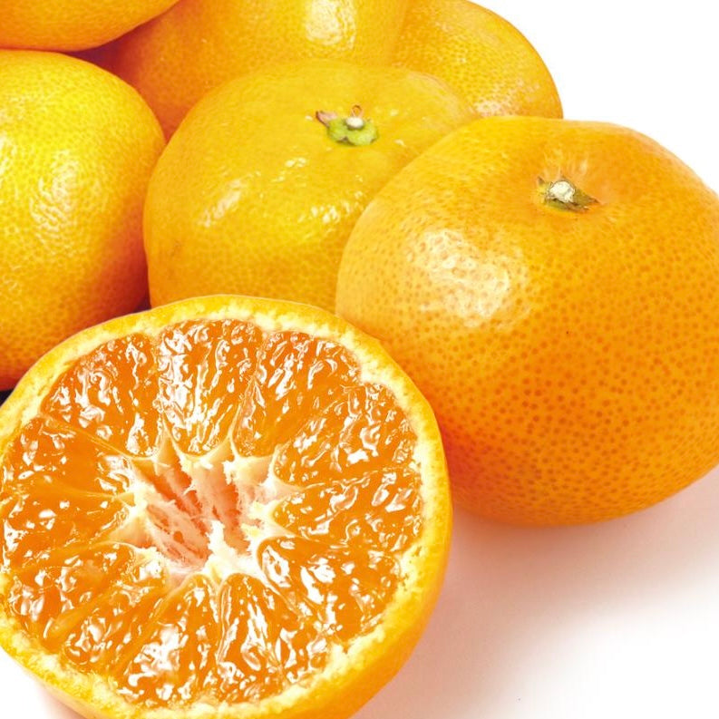 日本 長崎 西海蜜柑