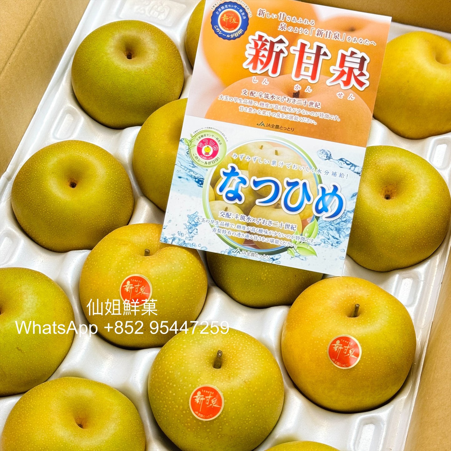 日本 鳥取 新甘泉梨