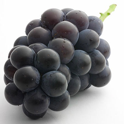 日本 岡山Pione貓眼黑提(束)