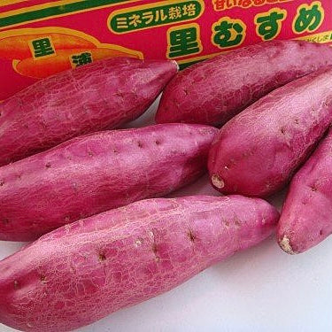 日本 熊本 蜜糖蕃薯