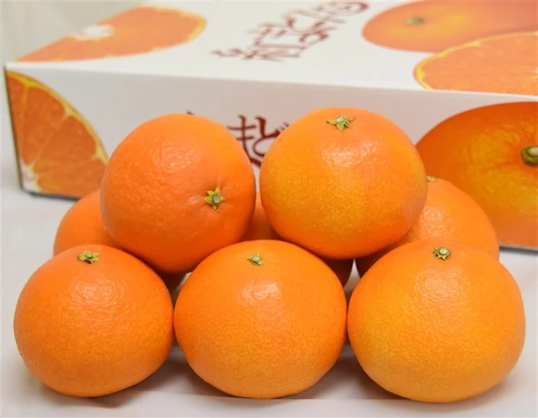 日本 愛媛 麥當娜橙（紅まどんな）