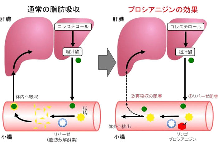 日本 減內臟脂肪富士蘋果
