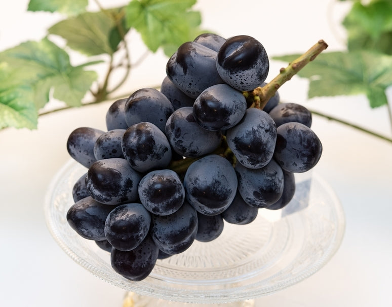 日本 長野富士の輝黑提（束）