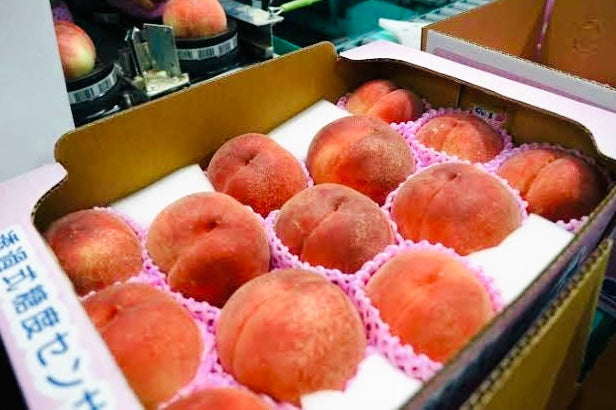 【原箱】 日本 御坂大糖領水蜜桃 5KG (13裝)