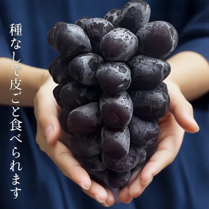 日本 長野/山梨富士の輝黑提（束）