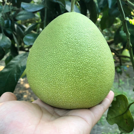 台灣 麻豆文旦