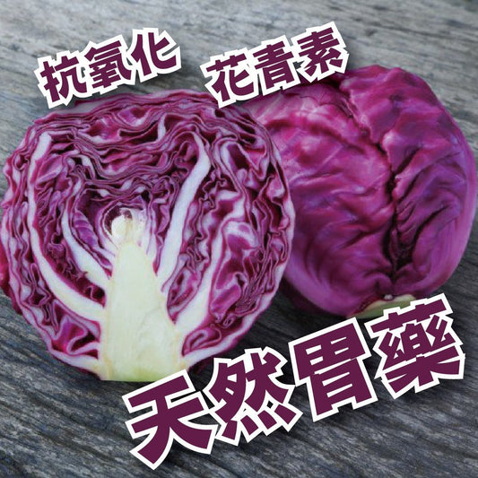 日本 長野 紫椰菜