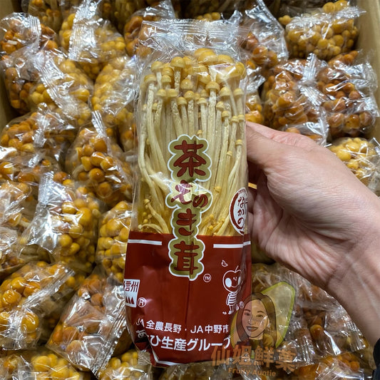 日本 長野 茶色金菇