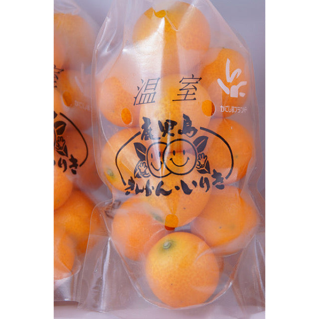 日本 鹿兒島 溫室柑橘